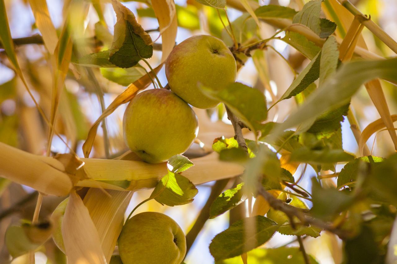 Villa Pomme D'Or Midelt Eksteriør bilde